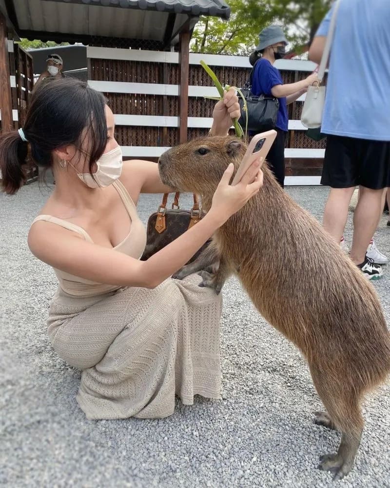 全台水豚聚集地大公開！近距離互動萌度破表大人小孩全都愛- 中國信託