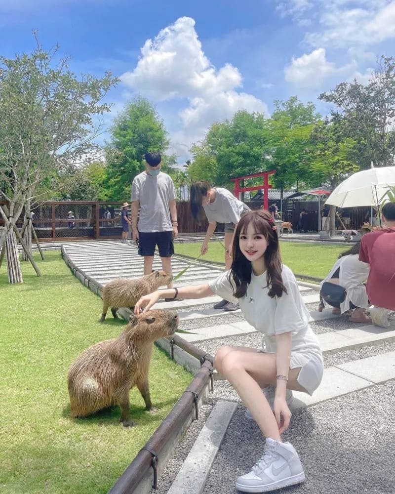 全台水豚聚集地大公開！近距離互動萌度破表大人小孩全都愛- 中國信託